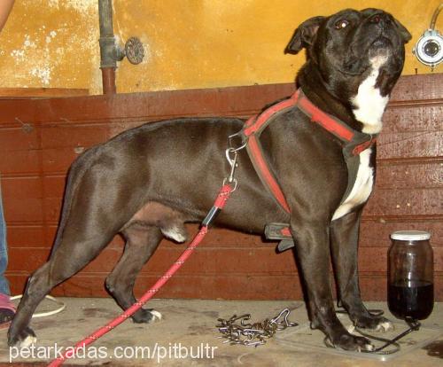 cash Erkek Amerikan Staffordshire Terrier