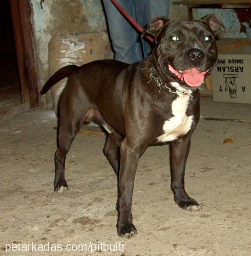 cash Erkek Amerikan Staffordshire Terrier