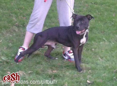 cash Erkek Amerikan Staffordshire Terrier