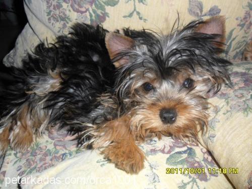 pÜskÜl Dişi Yorkshire Terrier