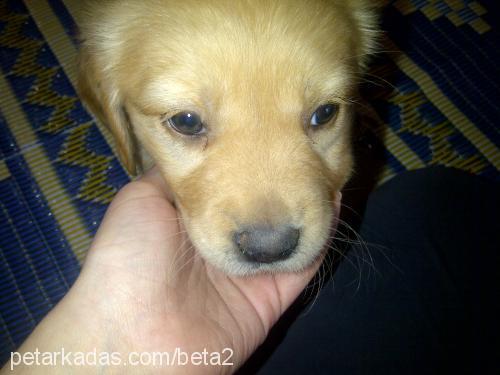 hera Dişi Golden Retriever