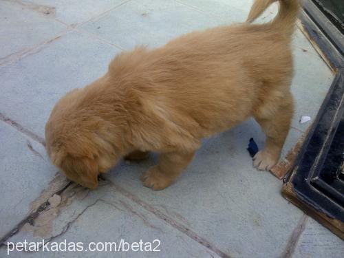 hera Dişi Golden Retriever