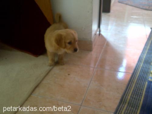 hera Dişi Golden Retriever