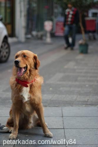 vecihi Erkek Golden Retriever