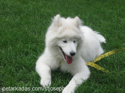 lana Dişi Samoyed