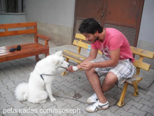 lana Dişi Samoyed