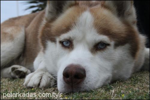 taylr Erkek Alaskan Malamute