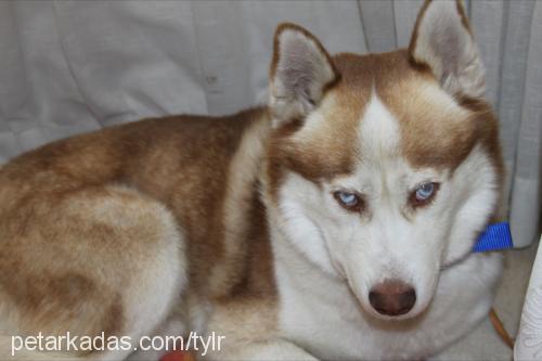 taylr Erkek Alaskan Malamute