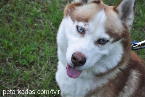 taylr Erkek Alaskan Malamute