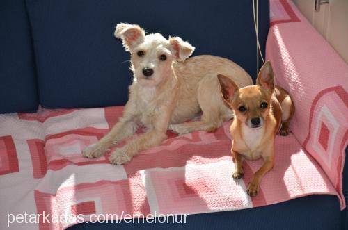 lisa Dişi Fox Terrier (Smooth)