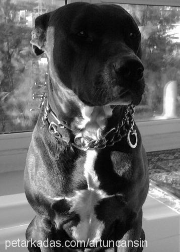 tyson Erkek Amerikan Staffordshire Terrier