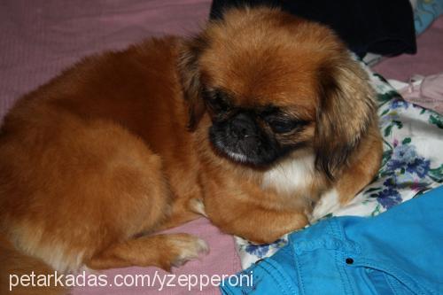 Üzüm Dişi Pekingese