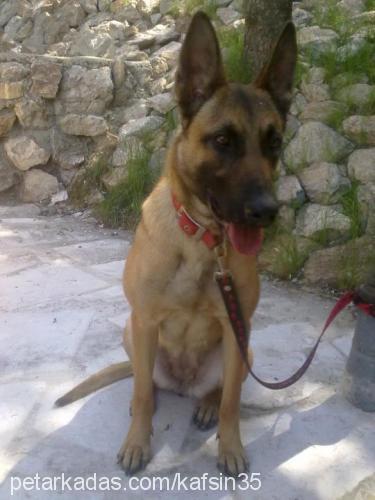 asya Dişi Belçika Malinois