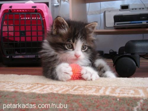 pati Dişi Maine Coon