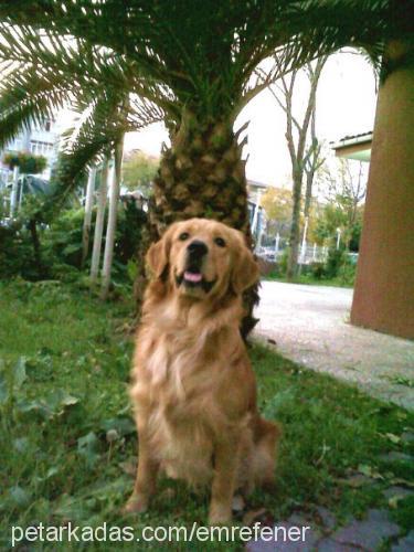 vincent Erkek Golden Retriever