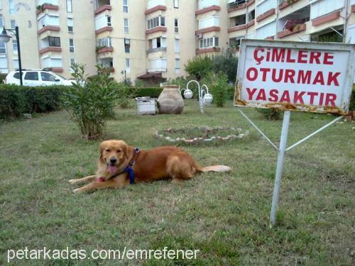 vincent Erkek Golden Retriever