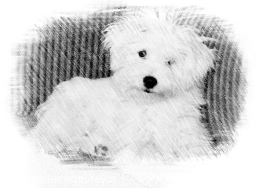 an Dişi Bichon Havanese