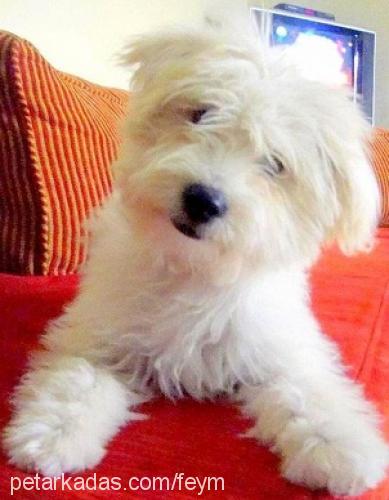 an Dişi Bichon Havanese