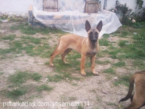 mischa Dişi Belçika Malinois