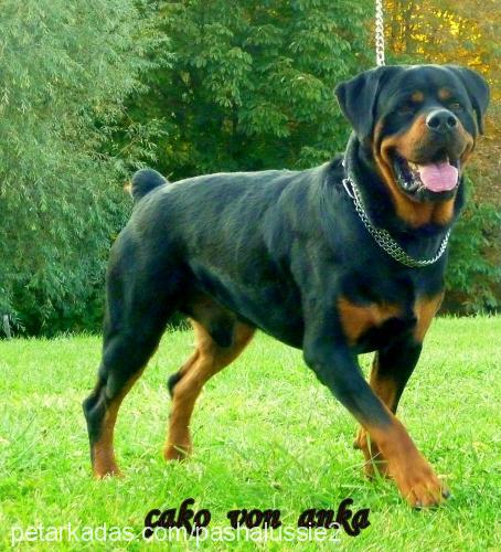 ç Erkek Rottweiler