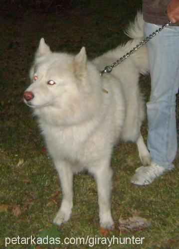 giray Erkek Alaskan Malamute