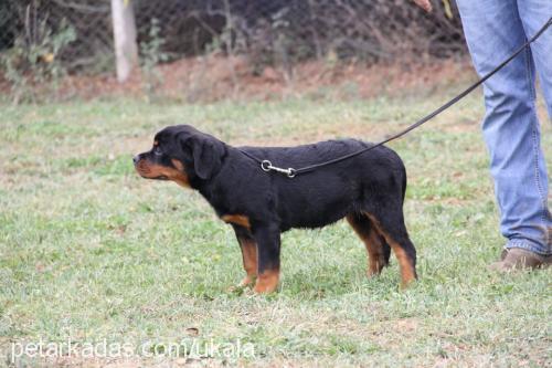 beccafromhausla Dişi Rottweiler