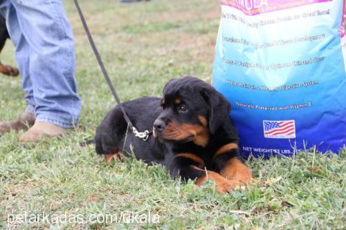 beccafromhausla Dişi Rottweiler