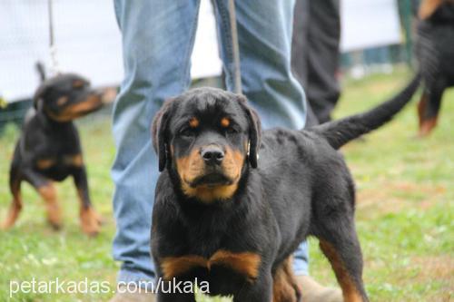 beccafromhausla Dişi Rottweiler