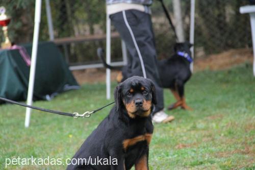 beccafromhausla Dişi Rottweiler