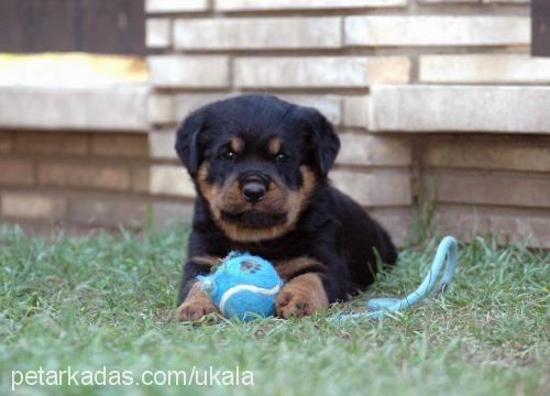 konivomcalibra Dişi Rottweiler