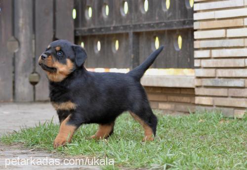 konivomcalibra Dişi Rottweiler