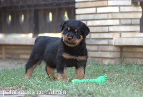 konivomcalibra Dişi Rottweiler