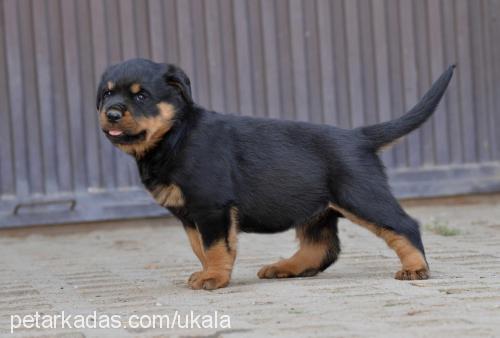 konivomcalibra Dişi Rottweiler