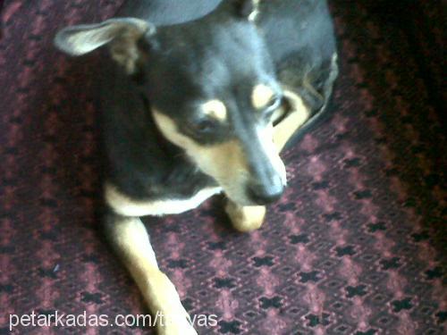 lucky Dişi Doberman Pinscher