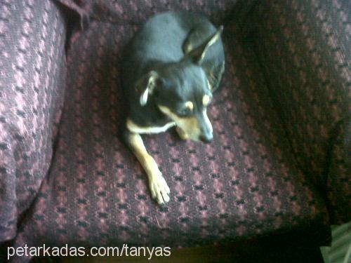 lucky Dişi Doberman Pinscher