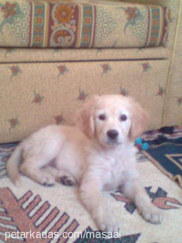 masal Dişi Golden Retriever