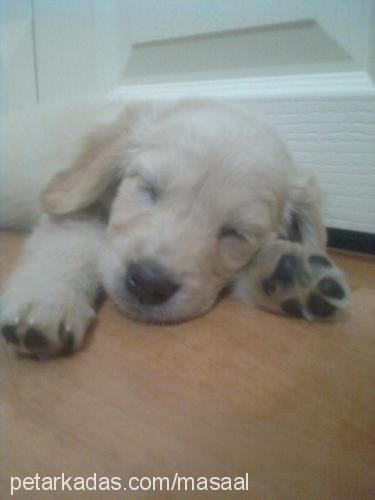 masal Dişi Golden Retriever