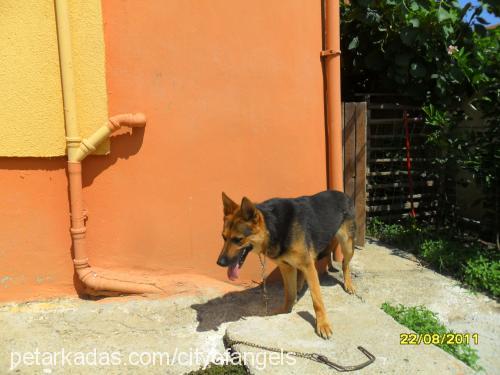 hera Dişi Alman Çoban Köpeği