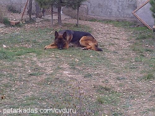 penny Dişi Alman Çoban Köpeği