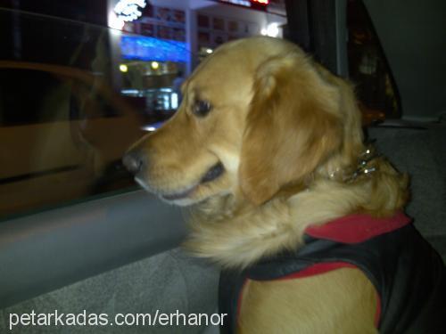 ares Erkek Golden Retriever