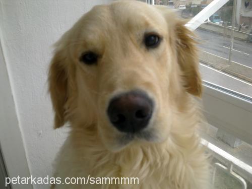 sam Erkek Golden Retriever