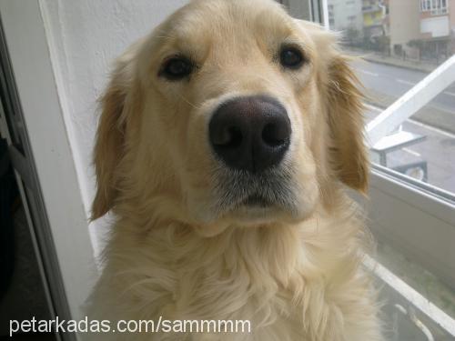 sam Erkek Golden Retriever