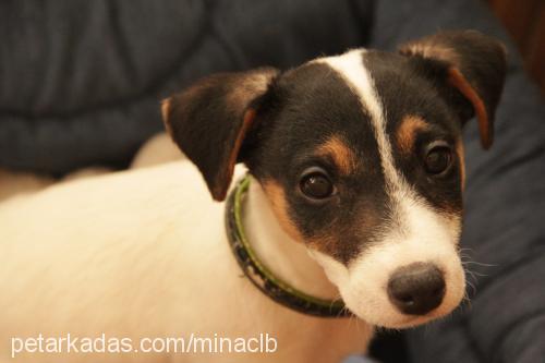 fındık Dişi Jack Russell Terrier