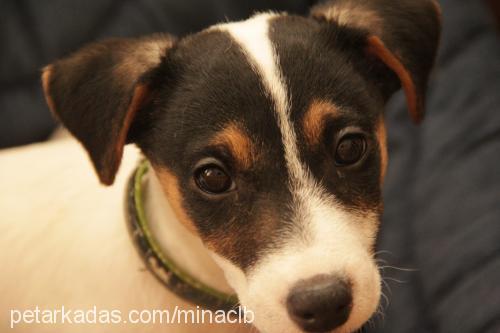 fındık Dişi Jack Russell Terrier