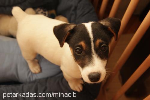 fındık Dişi Jack Russell Terrier