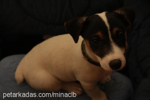 fındık Dişi Jack Russell Terrier