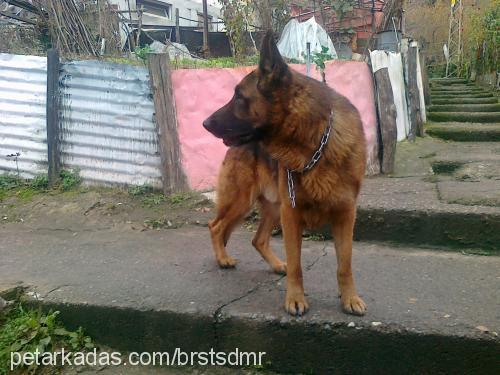 batu Erkek Alman Çoban Köpeği