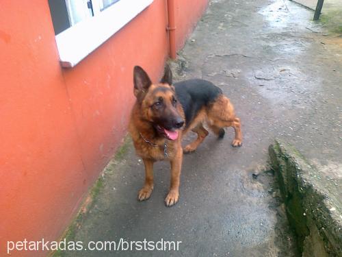 batu Erkek Alman Çoban Köpeği