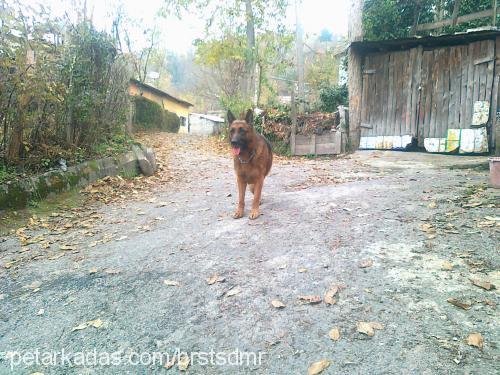 batu Erkek Alman Çoban Köpeği