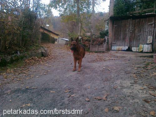 batu Erkek Alman Çoban Köpeği